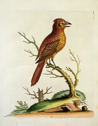 Ave Bulcher de Cresta Grande India, pub. mayo 1742 por G.E. Inard