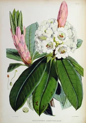 Rhododendron: Argenteum, de 