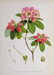 Rhododendron: Candelabrum, de 