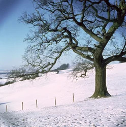 Paisaje de Invierno, Hockley Downs, Essex