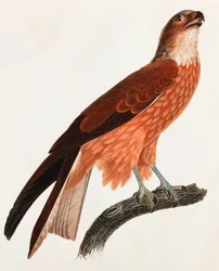 Ilustración en color de un pájaro marrón