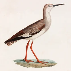 Ilustración en color de un pájaro