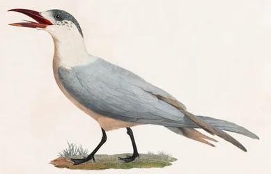 Ilustración en color de un pájaro