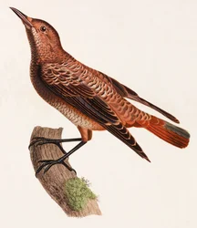 Ilustración en color de un pájaro