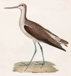 Ilustración en color de un pájaro