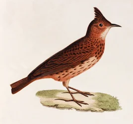 Una ilustración en color de un pájaro