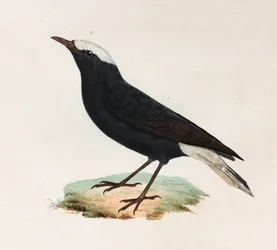 Una ilustración en color de un pájaro negro con la cola blanca
