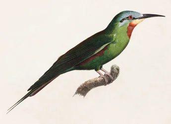 Una ilustración en color de un pájaro verde