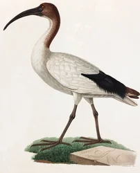 Ilustración en color de un pájaro de pico largo