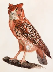 Ilustración en color de un búho