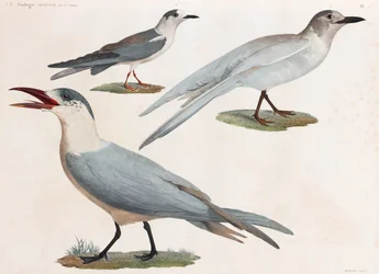 Una serie de página completa de ilustraciones en color de aves