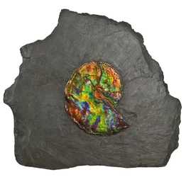 Un gran ammonite iridiscente, de Canadá