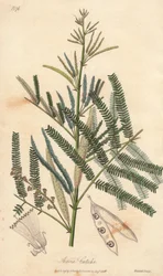 Acacia a cachou o cachoutier (Acacia catechu) - Agua de William Clarke para ilustrar "Medical Botanical, Description of the Medicinal Plants of London, Edinburgh and Dublin" de John Stephenson y James Morss Churchill, publicado en Londres por John Chur