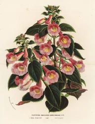 Achimenantha x naegelioides, cultivar rosa y oro. Plectopoma naegelioides aureo-roseum. Litografía coloreada a mano de la obra de Louis van Houtte y Charles Lemaire Flores de los jardines e invernaderos de Europa, Flore des Serres et des Jardins de l