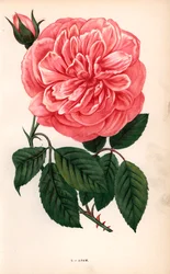 Rosa Adam, variedad de la rosa de té cultivada por Monsieur Adam de Reims en 1838. Cromolitografía dibujada y litografiada al natural por F. Grobon a partir de "Les Roses" de Hippolyte Jamain y Eugene Forney, París, J. Rothschild.