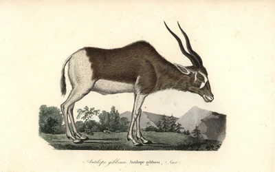 Antílope Addax o cuerno de tornillo, Addax nasomaculatus. En peligro crítico de extinción. Grabado en cobre coloreado a mano de Rene Primevere Lesson