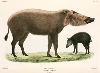 Cerdo barbudo adulto y joven, Indonesia