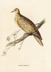 Tórtola turca, Streptopelia roseogrisea risoria (Turtur risorius). Grabado en acero coloreado a mano según Edward Lear de la Galería de Historia Natural de Georg Friedrich Treitschke, Naturhistorischer Bildersaal des Thierreiches, Liepzig.