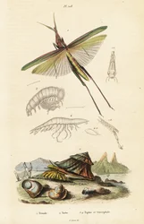 Saltamontes africanos y caparazón de turbante.