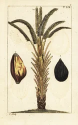 Palmera africana con fruto, Elaeis guineensis.