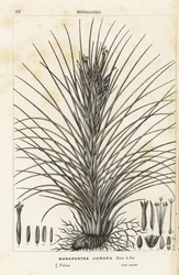 Planta de aire, Tillandsia juncea (Bonapartea juncea). Litografía coloreada a mano de la obra de Louis van Houtte y Charles Lemaire Flores de los jardines e invernaderos de Europa, Flore des Serres et des Jardins de l