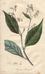 Alibouffier o styrax (Styrax benzoin) - Agua fuerte de William Clarke para ilustrar "Medical Botanical, Description of the Medicinal Plants of London, Edinburgh, and Dublin" de John Stephenson y James Morss Churchill, publicado en Londres por John Chur