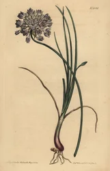 Allium stellerianum (Ajo de hojas de junquillo)