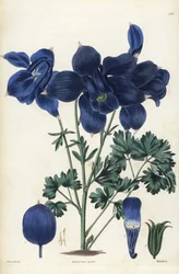 Columbina alpina, Aquilegia alpina. Grabado en cobre coloreado a mano por Weddell a partir de una ilustración botánica de Edward Dalton Smith de Robert Sweet
