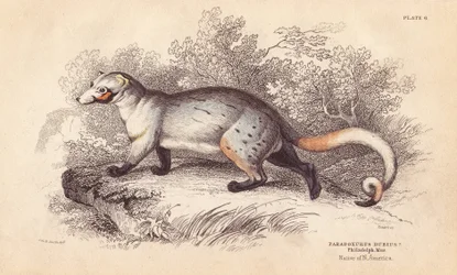 Paradoxide americano, Paradoxurus dubius. De un espécimen del Museo de Filadelfia. Grabado en acero coloreado a mano por Lizars a partir de una ilustración de Charles Hamilton Smith de la Biblioteca del Naturalista de William Jardine, Edimburgo.