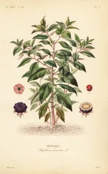 Hierba carmín americana, Phytolacca americana