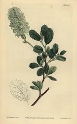Hamamelis americana, Fothergilla gardenii