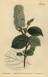 Hamamelis americano, Fothergilla gardenii
