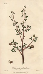 Amyris elemifera o Árbol Elemi (Commiphora gileadensis) Agua fuerte de William Clarke para ilustrar "Botánica Médica, Descripción de las Plantas Medicinales de Londres, Edimburgo y Dublín" de John Stephenson y James Morss Churchill, publicado en Londo