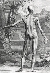 Ilustración anatómica