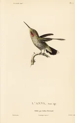 Colibrí de Anna, Calypte anna (Ornismya anna), juvenil. Grabado en acero coloreado a mano por Coutant a partir de una ilustración de Jean-Gabriel Pretre de la obra de René Primevere Lesson Natural History of the Colibri Genus of Hummingbirds.