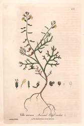 Vella annua (Vella annua) - Lámina botánica de Isaac Russell, grabada por Charles Matthews, de "English Botanical Phenomenes" de William Baxter (1788-1871)