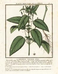 Mercurio anual