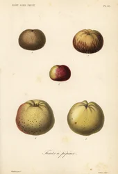 Variedades de manzana, Malus pumila