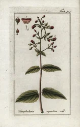 Escrofular acuática (Scrophularia aquatica). Litografía de "Afbeelding der Artseny-Gewassen" de Johannes Zorn (1739-1799), Países Bajos.