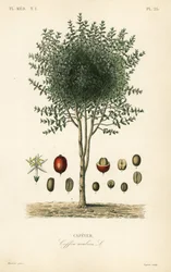 Cafeto árabe, Coffea arabica, Cafeyer