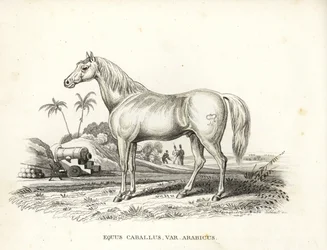 Caballo árabe o árabe, Equus caballus var. arabicus. Con la marca de Napoleón en el flanco y soldados y cañones franceses en un campo de batalla del norte de África. Litografía coloreada a mano de la Galería de Historia Natural de Georg Friedrich Treitschk