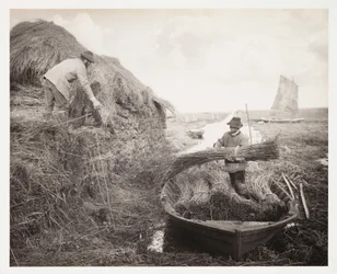 Agricultura, recolección de la caña (recolte et empilage des roseaux)