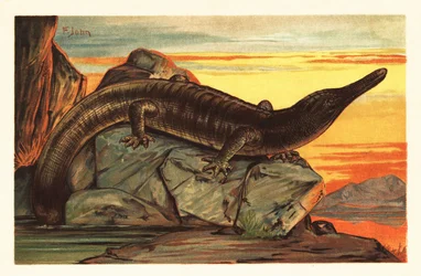 Archegosaurus decheni tomando el sol en una roca.1908 (litografía)