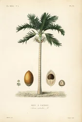 Palmera de nuez de areca, Areca catechu, Arec a cachou