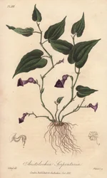 Aristoloche (Aristolochia serpentaria) - Agua fuerte de William Clarke para ilustrar "Medical Botanical, Description of the Medicinal Plants of London, Edinburgh and Dublin" de John Stephenson y James Morss Churchill, publicado en Londres por John Churc