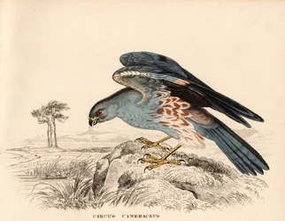 Aguilucho cenizo, Circus cineraceus. Grabado en acero coloreado a mano de la Galería de Historia Natural de Georg Friedrich Treitschke, Naturhistorischer Bildersaal des Thierreiches, Liepzig.