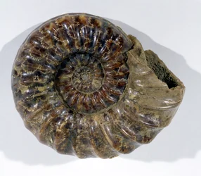Asteroceras obtusum (amonite) encontrado en Lyme Regis, Dorset, Período Jurásico Inferior