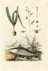 Atún rojo del Atlántico y orquídea belitia.