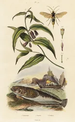 Stargazer atlántico, avispa de madera y campanas de hadas chinas,