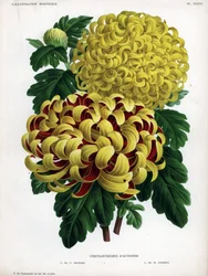 Híbridos de crisantemo de otoño: M. C. Orchard tiene una gran flor amarilla y carmesí y M. H.Cannell tiene una gran flor amarilla.